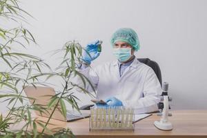 Los investigadores del cannabis están haciendo experimentos científicos. foto