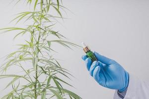 Cannabis researchers are doing scientific experiments. photo