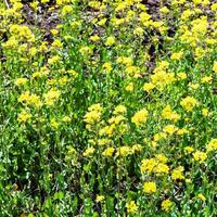 yellow blooms of rapeseed photo