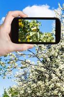 foto de manzanas amarillas maduras en un árbol con flores