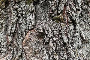 cracked bark of old poplar tree photo