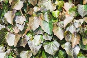 natural background from ivy leaves photo
