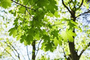twig of maple tree with green leaves in forest photo