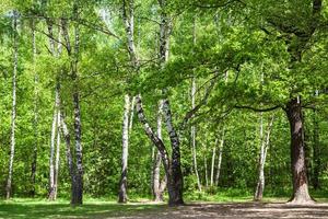 claro en el bosque de robles y abedules verdes en un día soleado foto