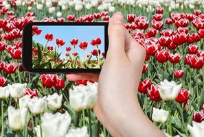 tourist photographs meadow of red and white tulips photo