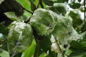 The crystal guava fruit is still fresh on the tree covered with plastic so that it is not eaten by pests photo