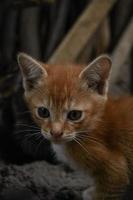A young orange cat photo
