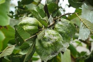 la fruta de guayaba de cristal todavía está fresca en el árbol cubierta con plástico para que las plagas no la coman foto