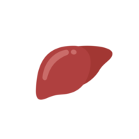 icono de hígado. el hígado es el órgano interno humano que ayuda a filtrar las toxinas y los desechos del cuerpo. png