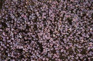 Background pattern leafs with germinating seeds photo