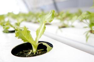 Close up Green lettuce in hydroponic farm background. photo