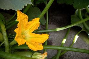 Zucchini flower grows in the garden photo