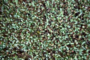 Background pattern leafs with germinating seeds photo