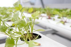 Close up Green lettuce in hydroponic farm background. photo