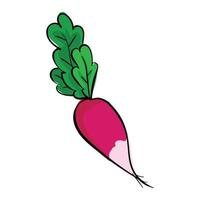 Eco red radish icon, cartoon style vector