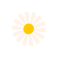 marguerite blanche. fleurs épanouies au printemps. png