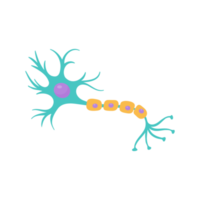 modelo de neurona sensorial humana para estudios de biología png