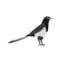 Magpie icon in flat style vector