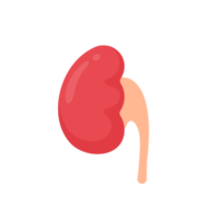 Nierensymbol. eine rote Niere, die einer Bohne ähnelt. dient zum Filtern von Abfällen, um das Magengeschwür zu sammeln. png