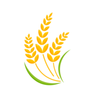 Ears of wheat. Whole grains for making bread. png