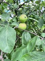 Green apples hanging on a branch photo