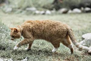 A red striped cat walks on the grass outside photo