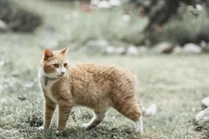 A red striped cat walks on the grass outside photo