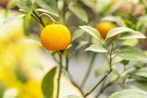 Ripe citron fruit on a branch in the garden. Harvest Concept photo
