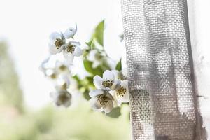 A bottle with blooming jasmine branches by the window in a rustic house photo