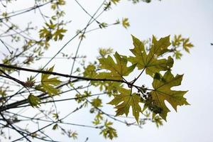 Green maple leaves come out in early spring. photo