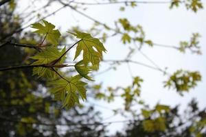 Green maple leaves come out in early spring. photo