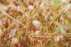 Selective focus of dried marigold flowers photo