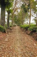 camino a la zona del jardín de té rodeada de árboles foto