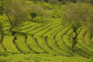 enfoque selectivo de una gran extensión de jardines de té foto