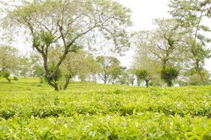 Selective focus of a vast expanse of tea gardens photo