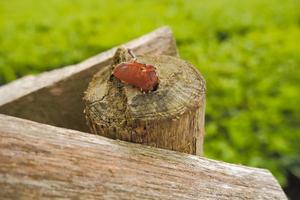 foco selectivo de hongos de madera llenos de insectos foto