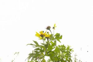 Selective focus of blooming daisy photo