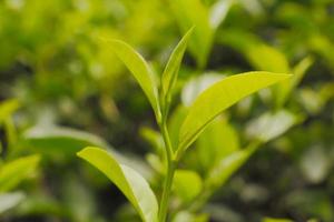 Selective focus of tea leaf shoots photo