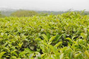 Selective focus of a vast expanse of tea gardens photo
