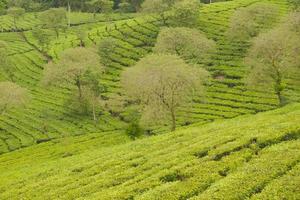 Selective focus of a vast expanse of tea gardens photo