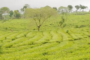 Selective focus of a vast expanse of tea gardens photo