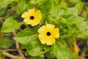 Selective focus of black-eyed susan flower photo