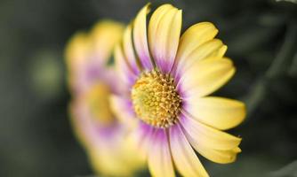 Pastel Cape Marguerite daisies . Mirror images photo