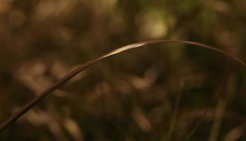 Rose Fountain Grass . An Arching Blade of Grass . Close Up photo