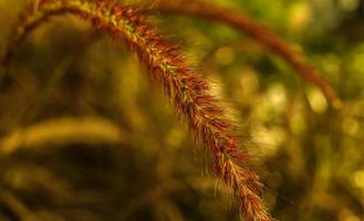 Rose Fountain Grass . Two arching blooms . Close up photo