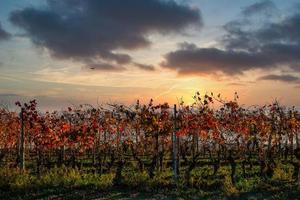 the splendid colors of the vineyards in the Piedmontese Langhe in autumn, in the Serralunga d'Alba area in 2022 photo