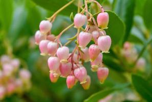 Arbutus unedo Plant photo