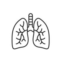 icono de pulmón. Los pulmones ayudan a respirar oxígeno en el cuerpo humano. concepto de cuidado del cuerpo png