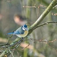 tit azul en el invierno en un árbol foto