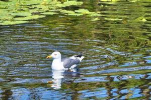 european herring gull on heligoland photo